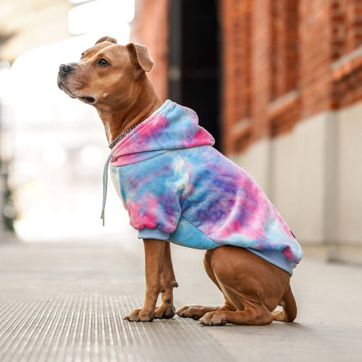 Spark Paws — Velvet Dog Hoodie – Snow Cone