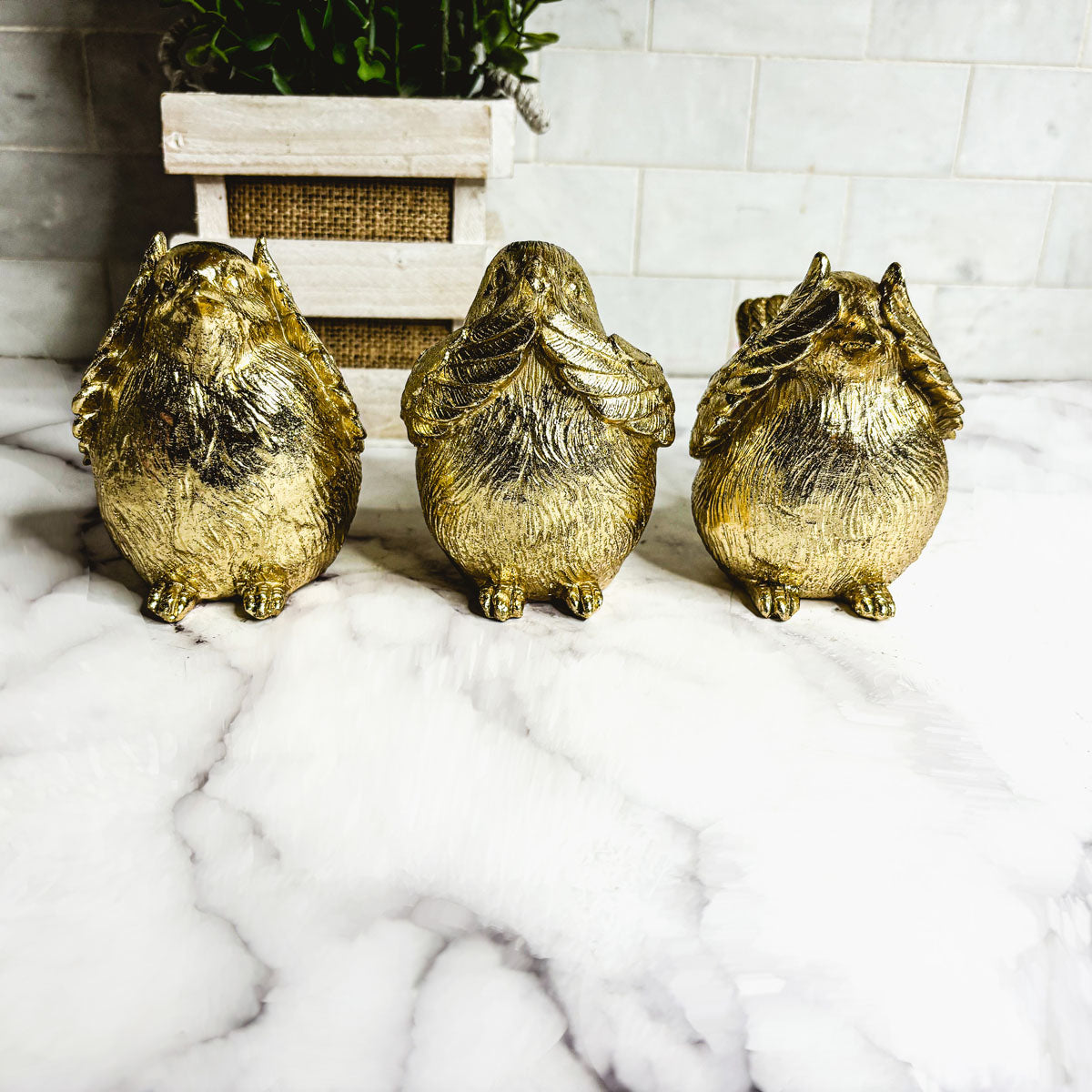 3 Wise Birds