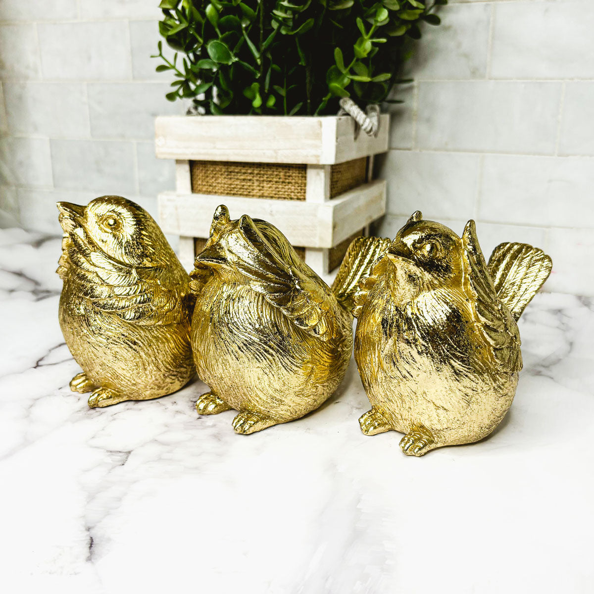 3 Wise Birds